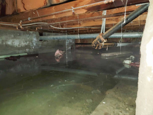 Best Water damage cleanup near me  in Meadow Glade, WA
